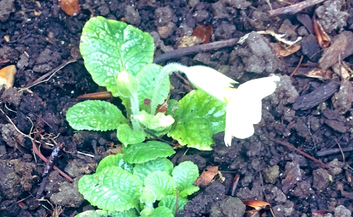 Primrose’s First Year...
London Garden
25% of London is Gardens 👀
#selfseeded #nativeflower 
🌱🌼🌱