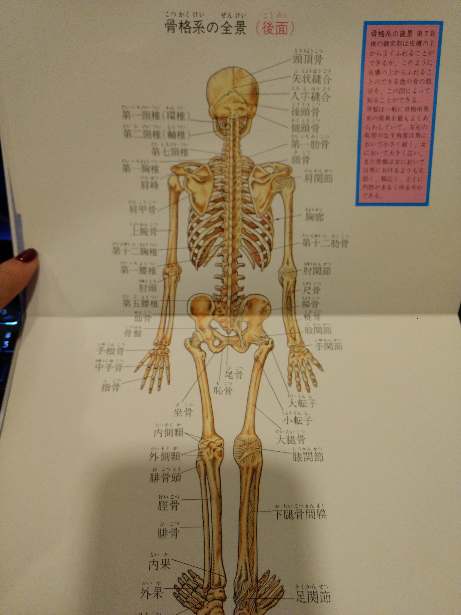 𝔡𝔶𝔢 さっき買った本がわかりやすくて最高ー 骨格 筋肉 脈管 神経が前面と背面でカラーで 書かれてて推理小説読む時に重宝するのー 人体解剖図