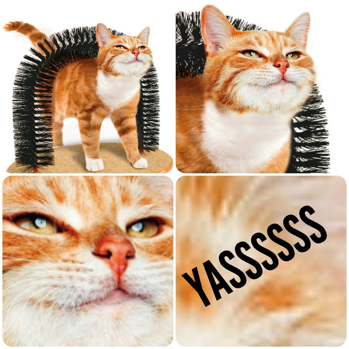 BeckyDraw5's tweet image. THIS CAT.