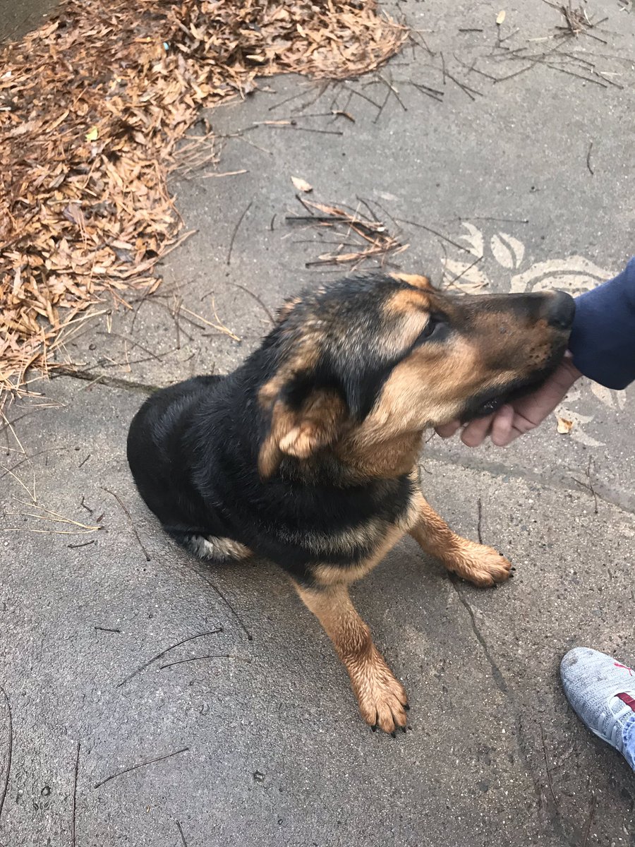 JUST FOUND IN DRUID HILLS 28206 PLEASE SHARE. 6-9 month old mix black and brown boy. Super sweet but cold and wet. Blue and green polka dot collar no tag. 704-344-5818. @CMPD_ACC