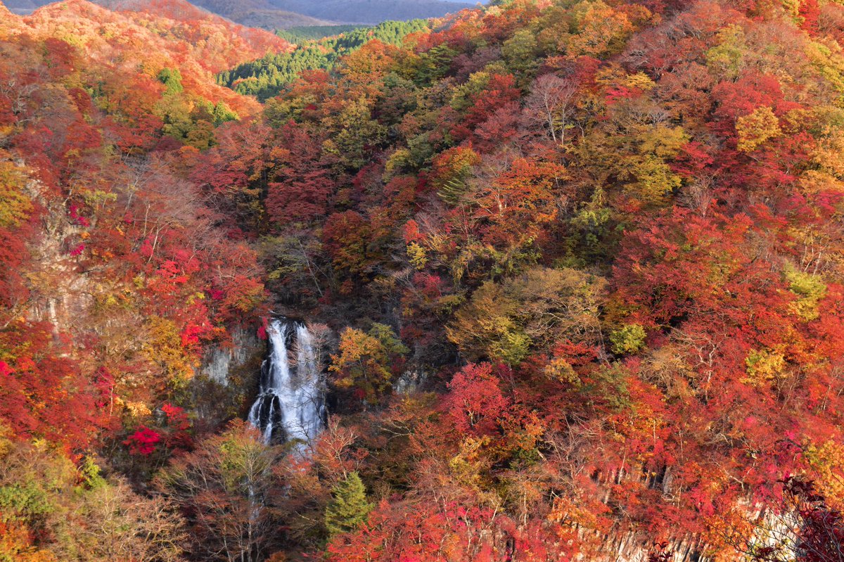Twitter पर Kukulcan フォールオブフォール 秋めく滝 例大祭生放送 秘封nd写真コンテスト Twitter पर Kukulcan フォールオブフォール 秋めく滝 例大祭生放送 秘封nd写真コンテスト