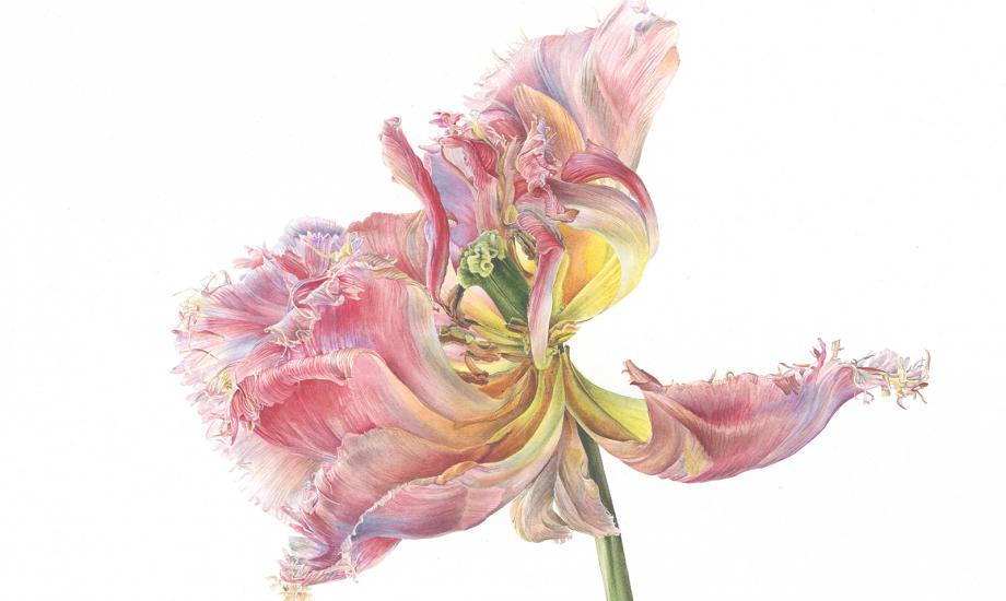 #SundayShoutout The shortlisted artists and winners of The Sunday Times Watercolour Competition are on show @WillisHCT for the first time until 20 March. Image: Tulipa 'Vaya con Dios' (detail) by Victoria Braithwaite. Details: hampshireculture.org.uk/event/sunday-t…