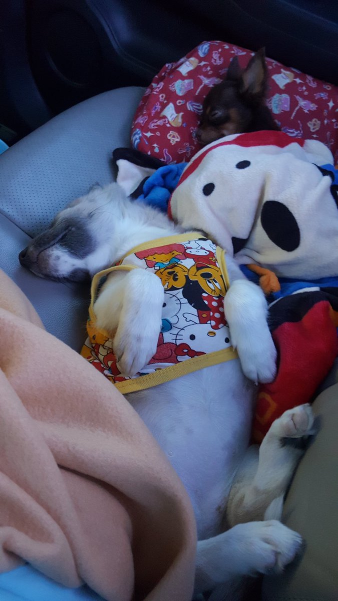 ชีวิตของช้านนน...ต้องพานางทั้ง2 ขึ้นรถวันละ 2 ชั่วโมง#กรรมของตรู#