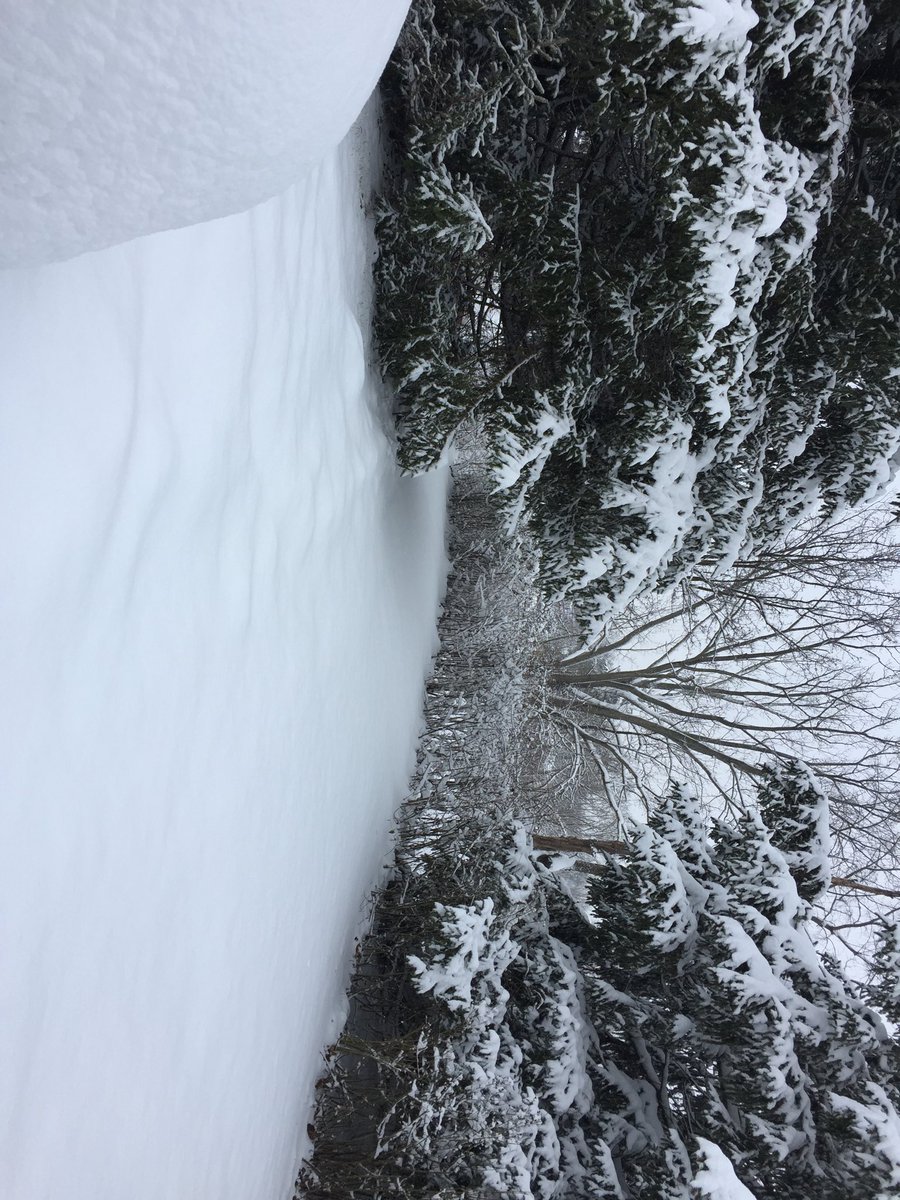 Looks like a shoveler!