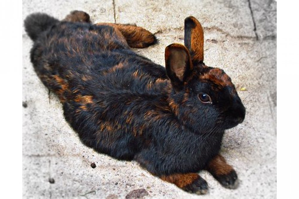 rabbitsandstyle's tweet image. Oh yeah

Love Rabbits? Visit us at: bit.ly/rabbitlovers17/

#rabbittattoo #rabbittwitter #rabbitcute