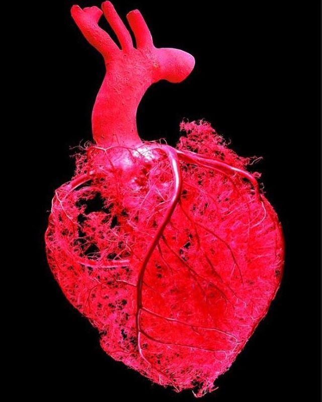 CT_Osteopathy's tweet photo. I was lucky enough to get invited to the Body Worlds exhibition recently. It was amazing to see the inner workings of the body in. Reinforcing how everything is connected....organs, ligaments, muscles, joints, membranes. Structures that I work with every… https://t.co/KzwRap3TuD https://t.co/XIobnePrLc
