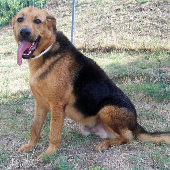 Urgent Appeal

Lazarus, a 5 1/2yr old #GermanSheppard cross, has been diagnosed w/#cancer recently.  Need a kind soul who can provide him a home (chgs 2 the shelter)? tinyurl.com/y7gczorp #rescuedogscarcassone #rescuedogscarcassone #AdoptDontShop  #fostercareadoption 
@thedodo