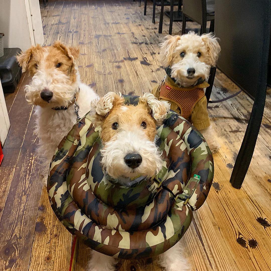 cafematecafe's tweet photo. 前橋ちゃーりーずえんじぇる💖
Charlie's Angels Maebashi💖
#wirefoxterrier #ワイヤーフォックステリア #charliesangels #前橋ちゃーりーずえんじぇる https://t.co/aUVTz7P6La