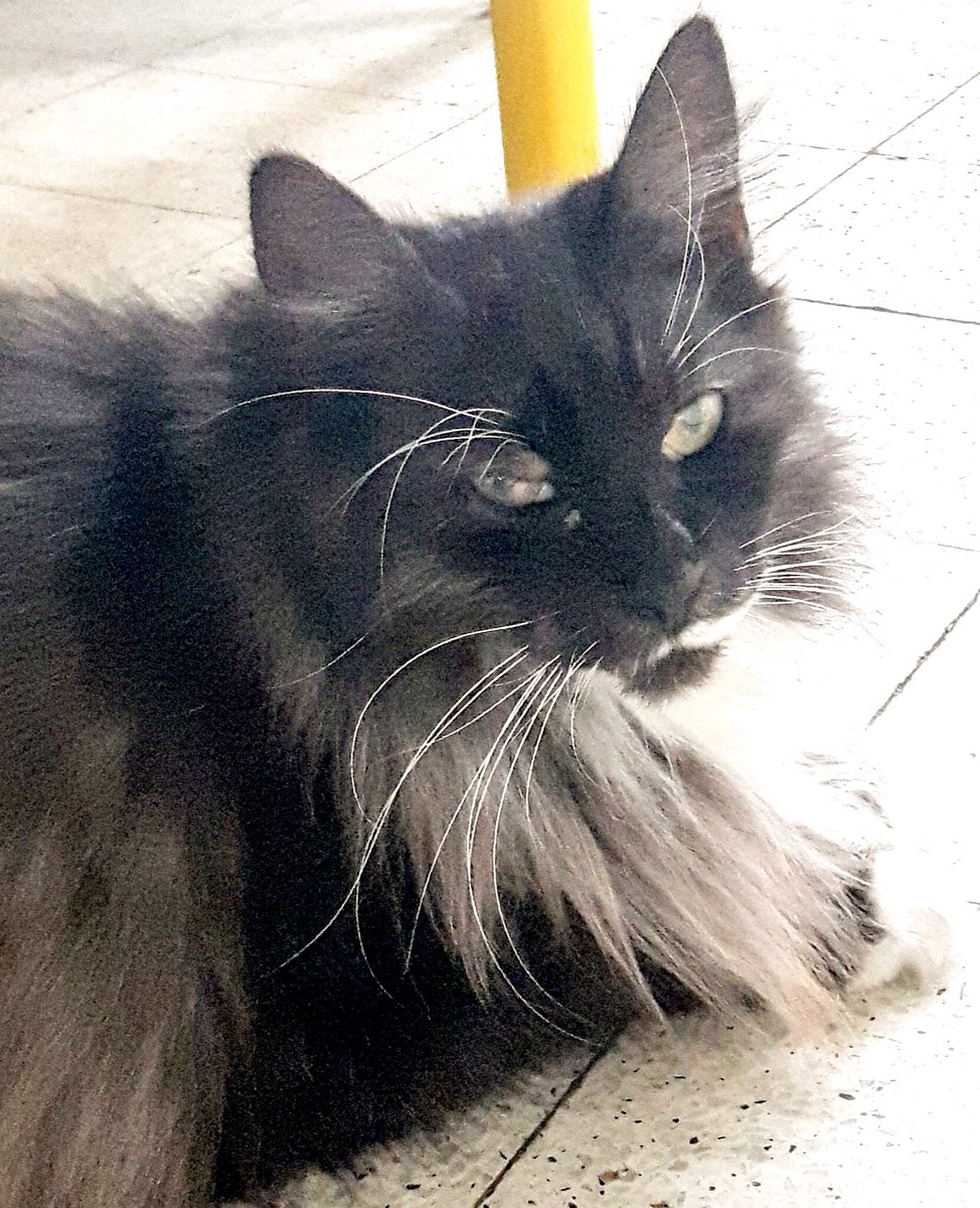 catgirl321's tweet photo. #TributeRide 1/29/19
I’m riding for:
@PatchesSeesAll grieving Patches and utterly devastated Mama💔🐾
Cherised and adored brofur SPOOK🌈🌟
#RIPSpook #BBOT #PinkAngels #weeti
https://t.co/qhCDu0sL29