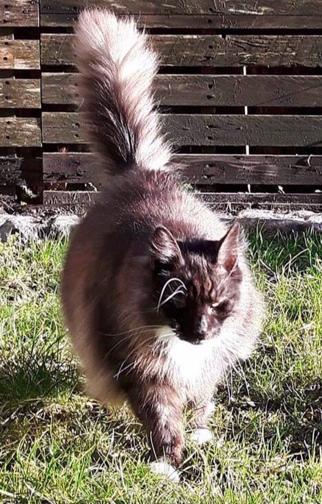 catgirl321's tweet photo. #TributeRide 1/29/19
I’m riding for:
@PatchesSeesAll grieving Patches and utterly devastated Mama💔🐾
Cherised and adored brofur SPOOK🌈🌟
#RIPSpook #BBOT #PinkAngels #weeti
https://t.co/qhCDu0sL29