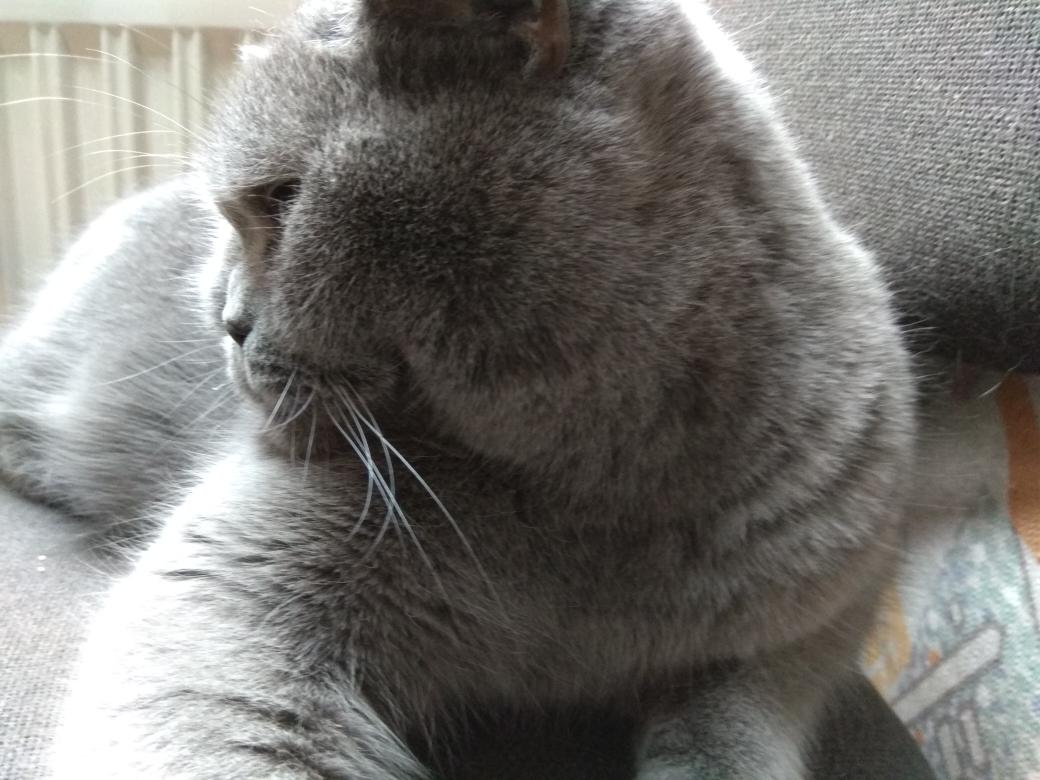 filzballjaeger's tweet photo. My heart is very heavy.😿 I just learned my friend Spook, brofur of @PatchesSeesAll, has been called #OTRB 🌈.I am thinking of his grieving family and remembering his brave fight against cancer. Rest in peace my pal! 💔#RIPSpook 💔 https://t.co/RYiGRXAJdH