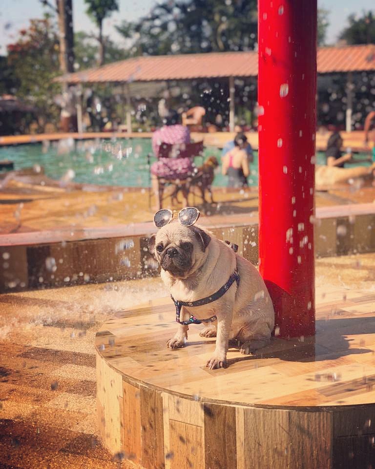 OhMyPugness's tweet photo. I can't possibly do anymore damage to my body or bank account this weekend! 🐶😉
#pawsome #weekend #WeekendFun #weekendvibes #artofchilling #swimmingpool #pugs #pugsofinstagram #dogs #puglife #dogsoftwitter #cutiepie #cutenessoverload #swag https://t.co/3MV8U1g8RQ