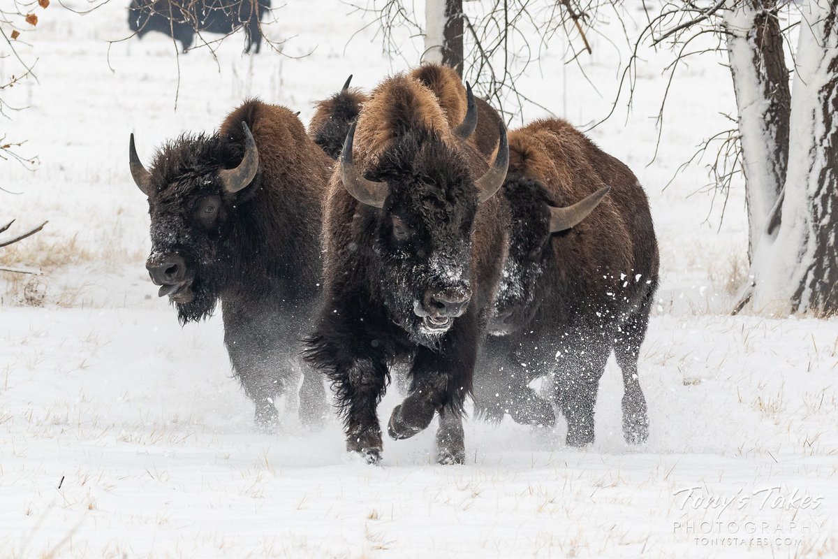 Tony's Takes on Twitter: "Charge! American #bison run headlong through the  #snow yesterday at @USFWSRMA_Alert. So thrilling (and a bit disconcerting)  to see these massive creatures running at full throttle. Just awesome! @