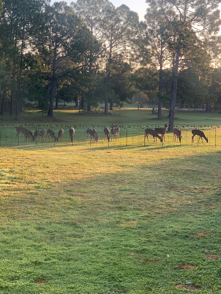 samoyedsnow's tweet photo. Iβm at the beach house in Stuart, but look, Marshall fed 15 deer at our Orlando home! #yarddeer https://t.co/FlOoOvlduE