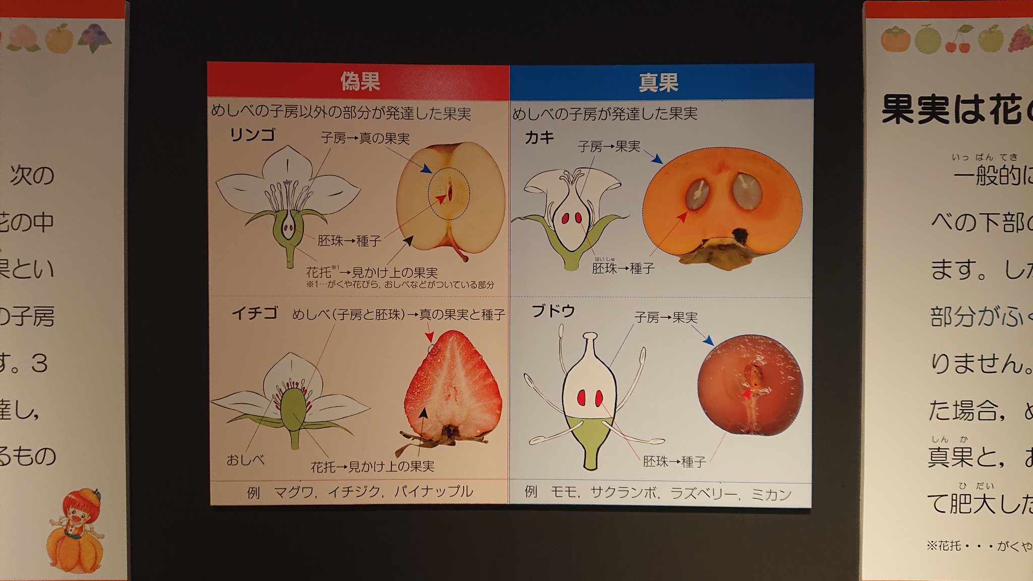 農学博士学生あらびとむ そして今回も手縫いをちゃっかり買いました 笑 やっぱり猫は気になっちゃう 笑 T Co Jhqnuka6ug Twitter