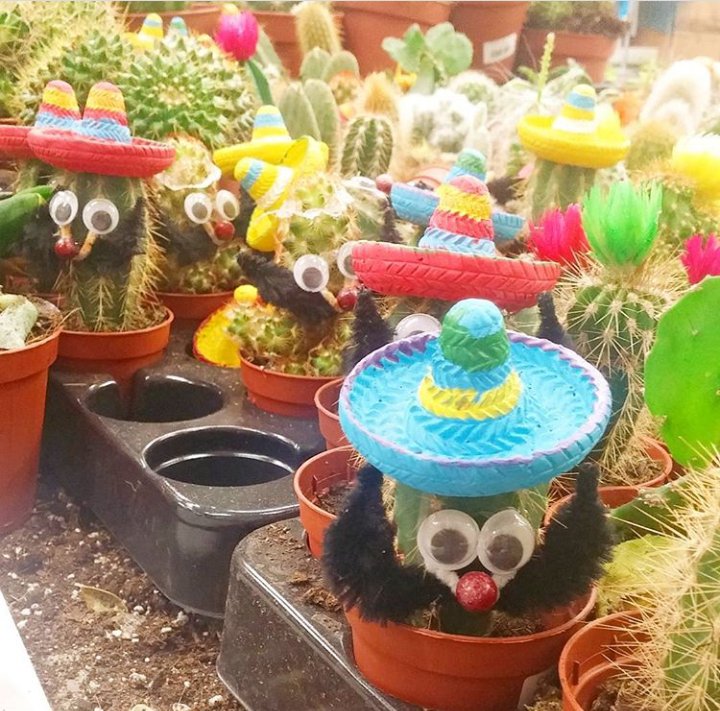 burcu_can88's tweet photo. Meksikalı kaktüsler 😂😂😁🌵 #kaktüs #twt #follo4follo #likeforlike #meksikalı #Mexico #ola #bitki https://t.co/1JcHHZTP5F