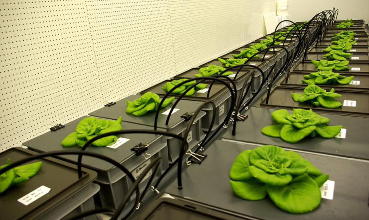 SPACEdotcom's tweet image. Astronauts Could Be Growing Beans in Space in 2021 goo.gl/GUkAnz