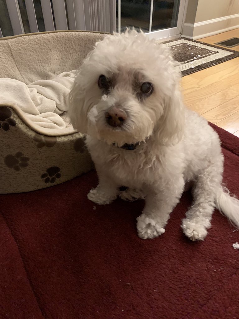MelissaLeisner's tweet photo. When your dog ❤️s the snow and his deck, this is what you get. #SweetCharlie https://t.co/mur2RrN9wh