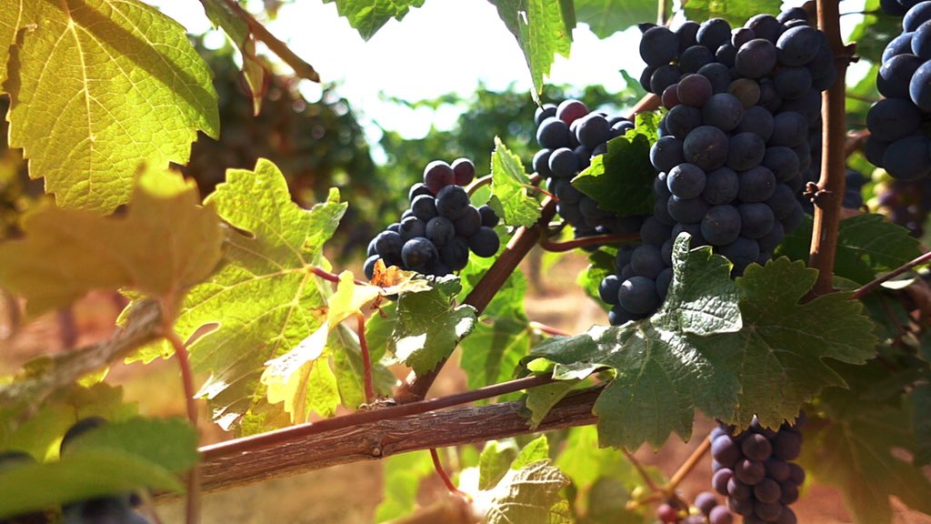 RailsCafe's tweet photo. The Rails family cordially invites you to a four course wine tasting dinner featuring Beth Klingner, of Oregon’s Dion Vineyard! This dinner will be held on Friday, February 1st, at  7:00 pm in our events hall! Spots are filling up fast so RSVP today by calling (830) 257-3877! 🍷 https://t.co/9rMtbWKFBJ