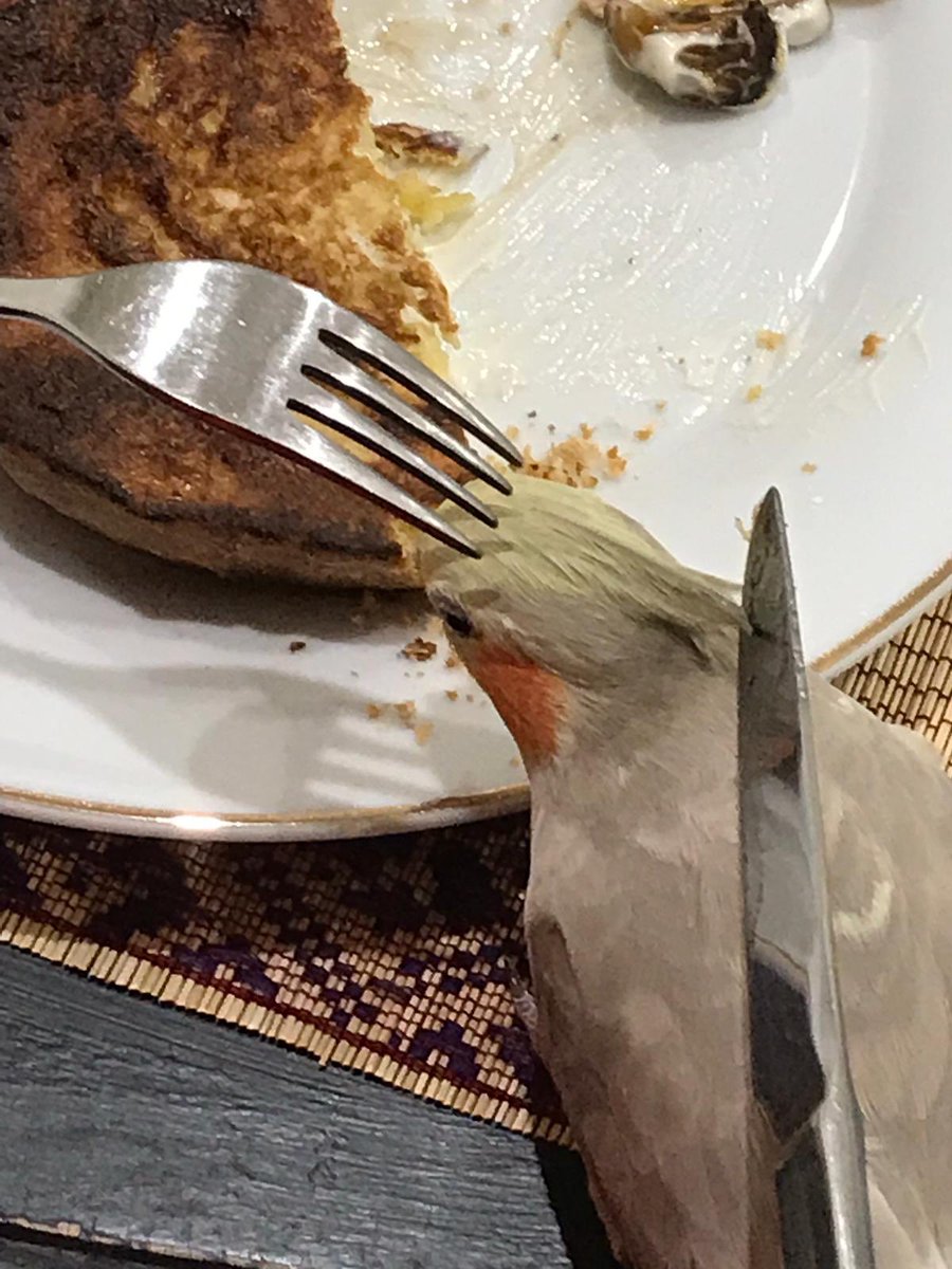 SebastianSquawk's tweet image. Henrietta has #NOFEAR when it comes to stealing the pet human’s food. #stealingfood #bequickorbeeaten #donteatbirds #cockatieladventures