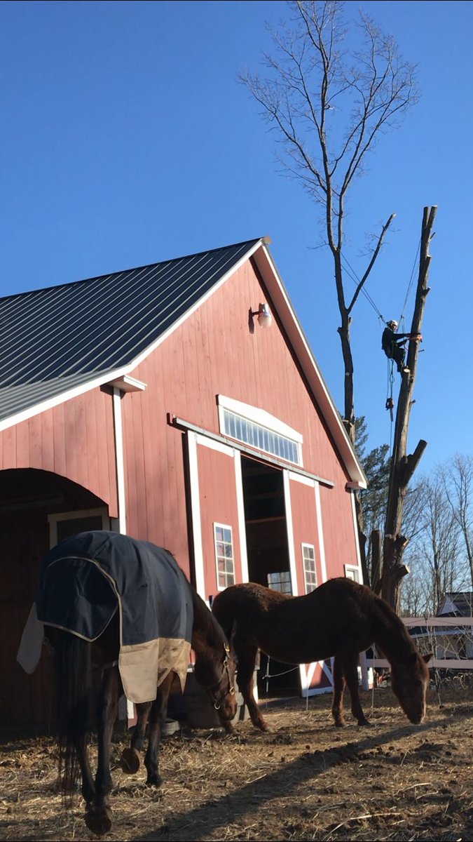 Keeping Phoenix and Mary interested at the farm in Derry, NH today... Go Pats!