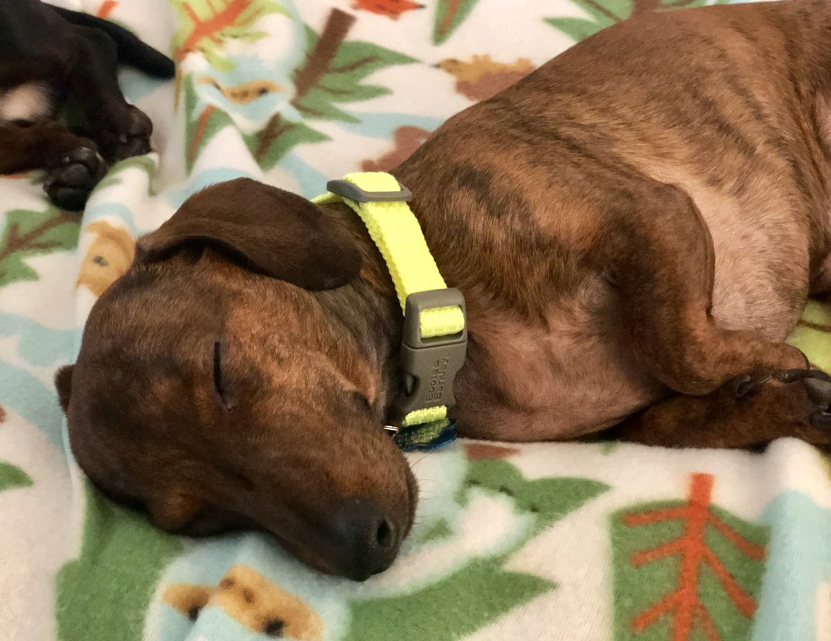 Lazy morning with momma. Have a great day everyone. #scoutandfriends #scouttheminisausage #minidachshunds #sausagearmy #cutedogs #sleepydogs #minisa