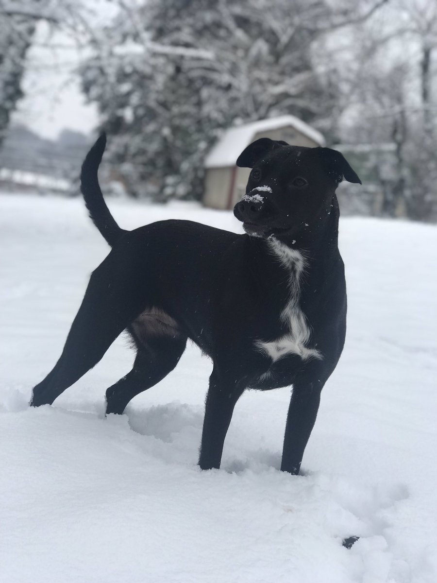 Snow day for this pup, living her best life!! <a href="/wusa9/">WUSA9</a> <a href="/nbcwashington/">NBC4 Washington</a>