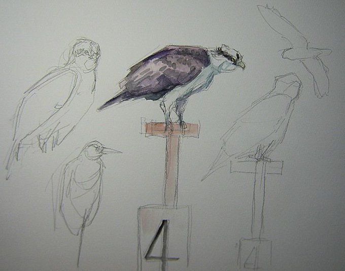 弥富野鳥園のtwitterイラスト検索結果 弥富野鳥園のtwitterイラスト検索結果