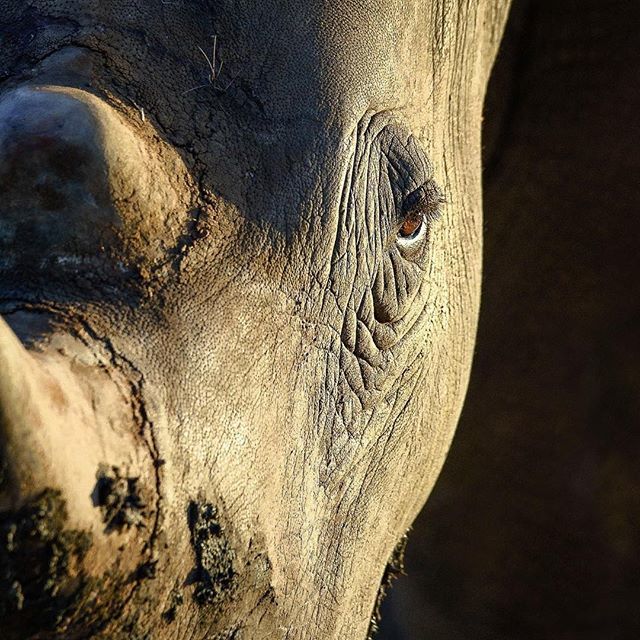 HouseAnimals_nl's tweet photo. Reposting @savingthesurvivors:⠀
...⠀
"Our mission is to save the rhino...our dream is that one day, we won’t have too.⠀
.⠀
.⠀
.⠀
#drjohanmarais #creatinghopefromhurt #antipoaching #wildlifeconservation #savetherhino #rhino #notonourwatch" https://t.co/A0dQ5wNkQB https://t.co/aCLECnC79Z