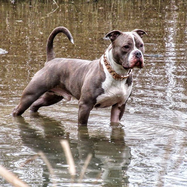 RegalDogUK's tweet photo. The American Bully aka Hippo.
.
#RegalDog #RegalLife #DogCollars #DogChains #HippoDog #DogModel #DampDog #WaterBaby #RegalDog https://t.co/lmafo43Efr