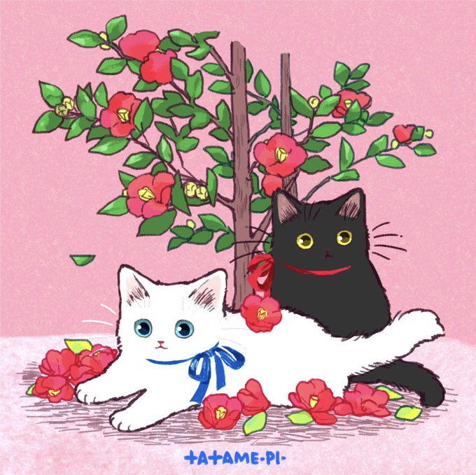 「花 白い猫」のTwitter画像/イラスト(新着)｜8ページ目