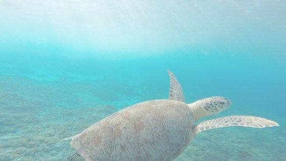 lenaonthemove's tweet image. #SundayRead 📖
The Philippines are known for being a world-class #divedestination with stunning #reefs and an abundance of #marinelife. But which of the 7107 islands are best for #scubadiving?🧐 #girlsthatscuba #scubasunday #bestdiving #bucketlist 
buff.ly/2M7hybi