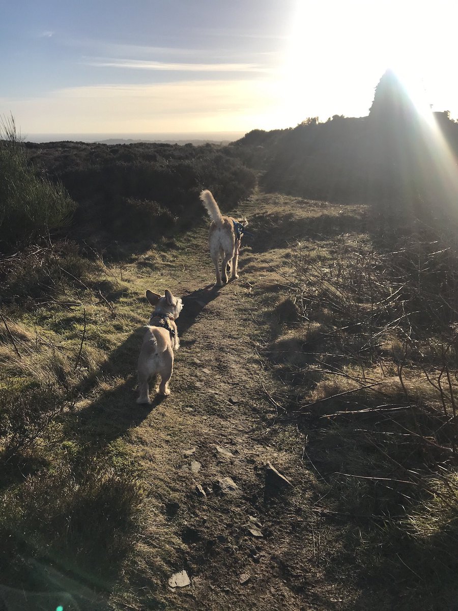 Clairebee26's tweet image. Scotland looking beautiful today ☀️ 
#runningdogs #canicross #cutedogsoftwitter