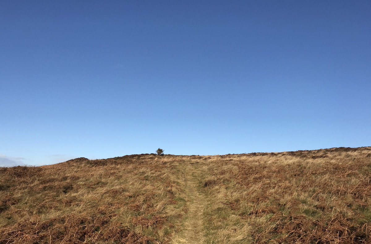 Clairebee26's tweet image. Scotland looking beautiful today ☀️ 
#runningdogs #canicross #cutedogsoftwitter