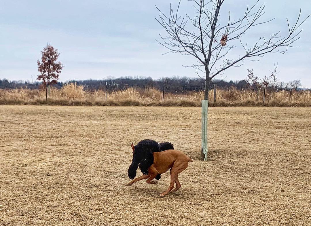 Please enjoy these photos of my dog getting stuck on her best friend at the dog park.
