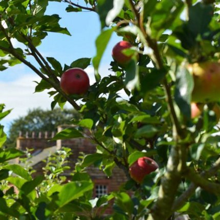 What's On Appleby: APPLES Whats on Appleby: APPLES