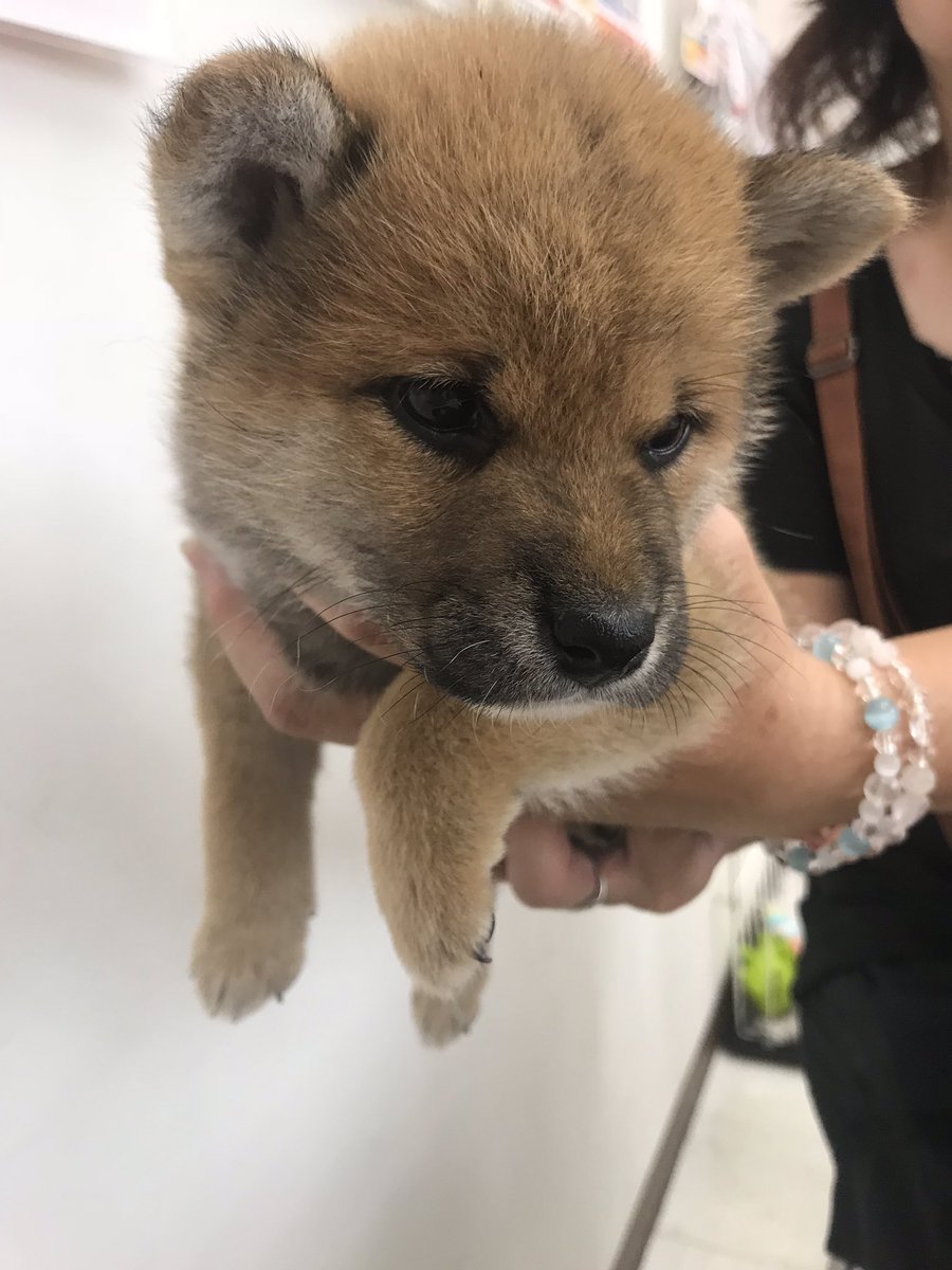 柴犬੯‧̀͡u\🐾凛＆大和 tweet media