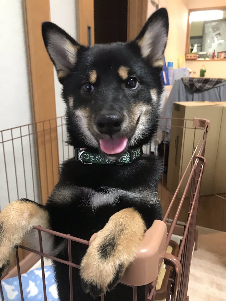 柴犬੯‧̀͡u\🐾凛＆大和 tweet media