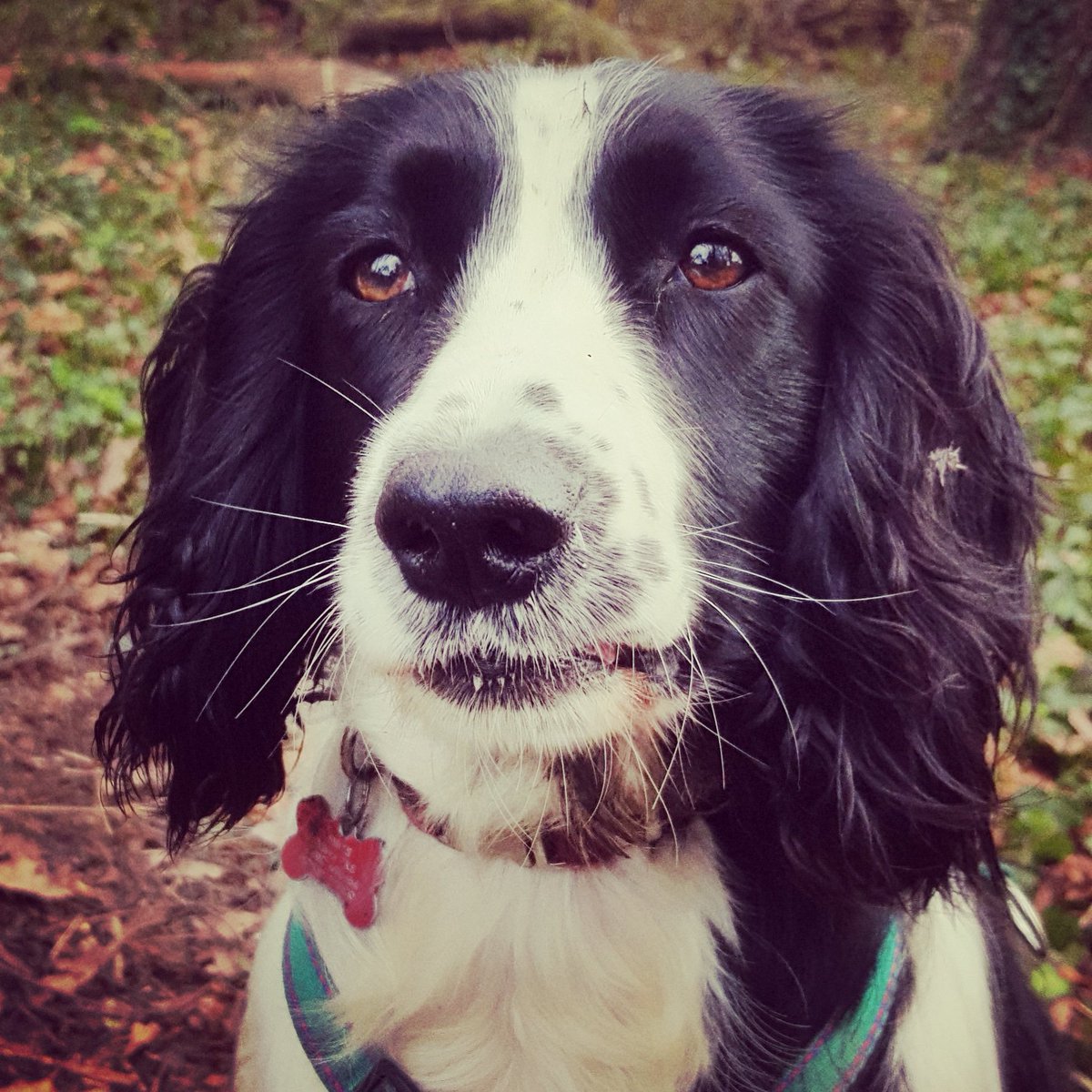 springer_rosie's tweet photo. Posing on this morning's walk. https://t.co/lh6TlpEyb4