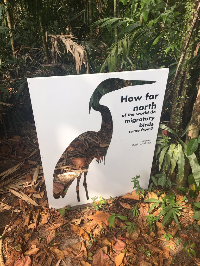 klausdodds's tweet photo. Fascinating final day in #Singapore pondering how the migratory paths of birds nourish the country’s #Arctic identity politics. #telecoupling #nature #reserve #Sungei https://t.co/22UWLHaEr0