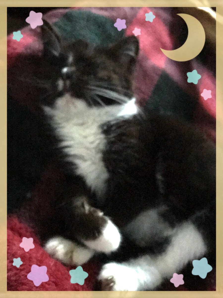 KathywithaK13's tweet photo. This is #MyNaturalCat Bobbi Lynn I rescued on 12/18/18. She was malnourished, had a really bad URI, Coccidia, ear mites, worms, ear/eye infections &amp; her eyes had never opened up. She’s partially blind in her left eye. She’s doing better every day @PurinaCatChow https://t.co/xe4mYTQy43