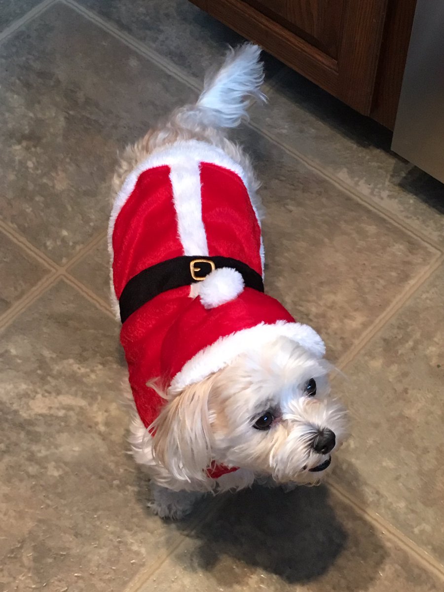 dog_brewer's tweet photo. Christmas may have been a few weeks ago but I always have the Christmas spirit! https://t.co/Kr3i72arbd