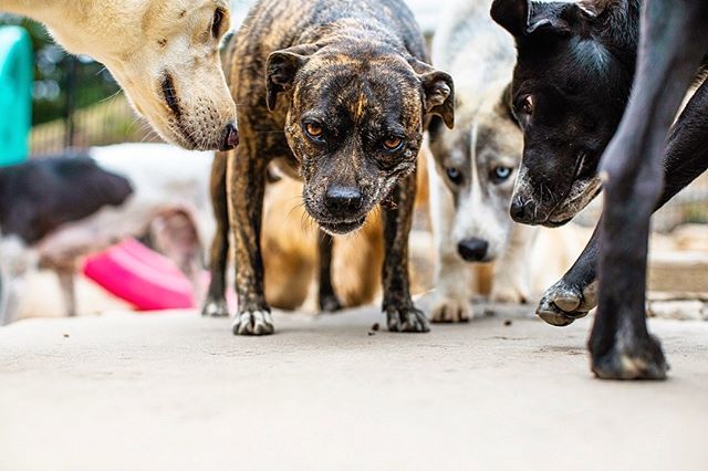 PetVetOnPatton's tweet photo. They all want what they can’t have 💁♀️
🐶: Bella
#rufflife #squad
.
.
.
.
.
#petvetonpatton #fotobycoco #asheville #ashevilledog #visitasheville #828isgreat #doggiedaycare #dogsbeingbasic #dogoftheday #bestwoof10k #houndandlife #livecolorfully #pupstagram #dailybarker #dogscorne… https://t.co/n2kGB1TaA7
