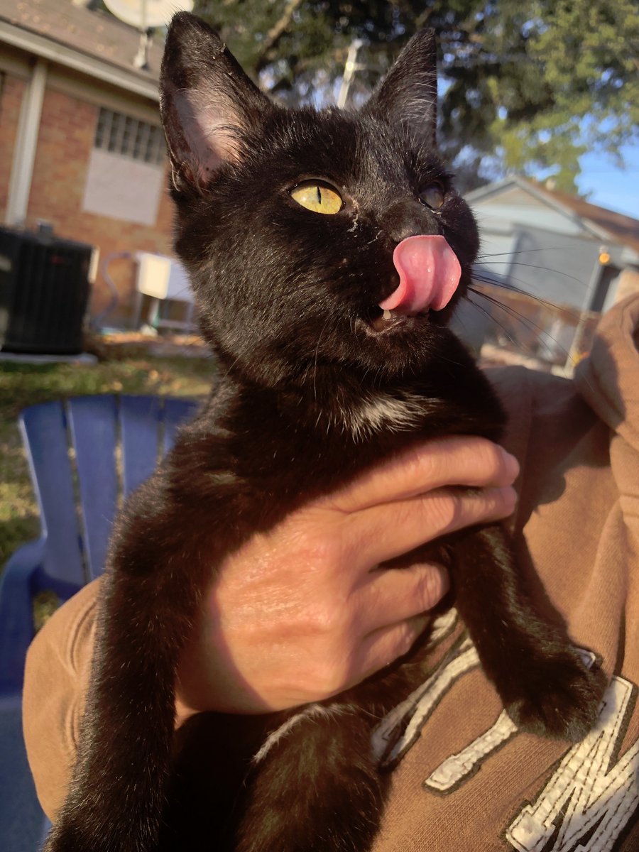 txpawprints's tweet photo. Come out and see us at @Petsmart in Mesquite today from 12-4 pm.  

We'll have our adoptable cats and kittens for you to meet.   

19175 Lyndon B Johnson Fwy, Mesquite, Texas 75150   

#AdoptDontShop #fortheloveofpets #picme #dfwcats #dallascats #dallasevents #sundayfunday https://t.co/J0oVIDBm3U