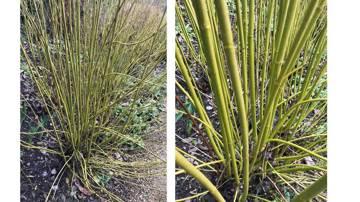 OnePlantADay's tweet photo. Can you name this plant? Come back for the answer on Sunday! #namethatplant https://t.co/p9JM8Nb8Vc