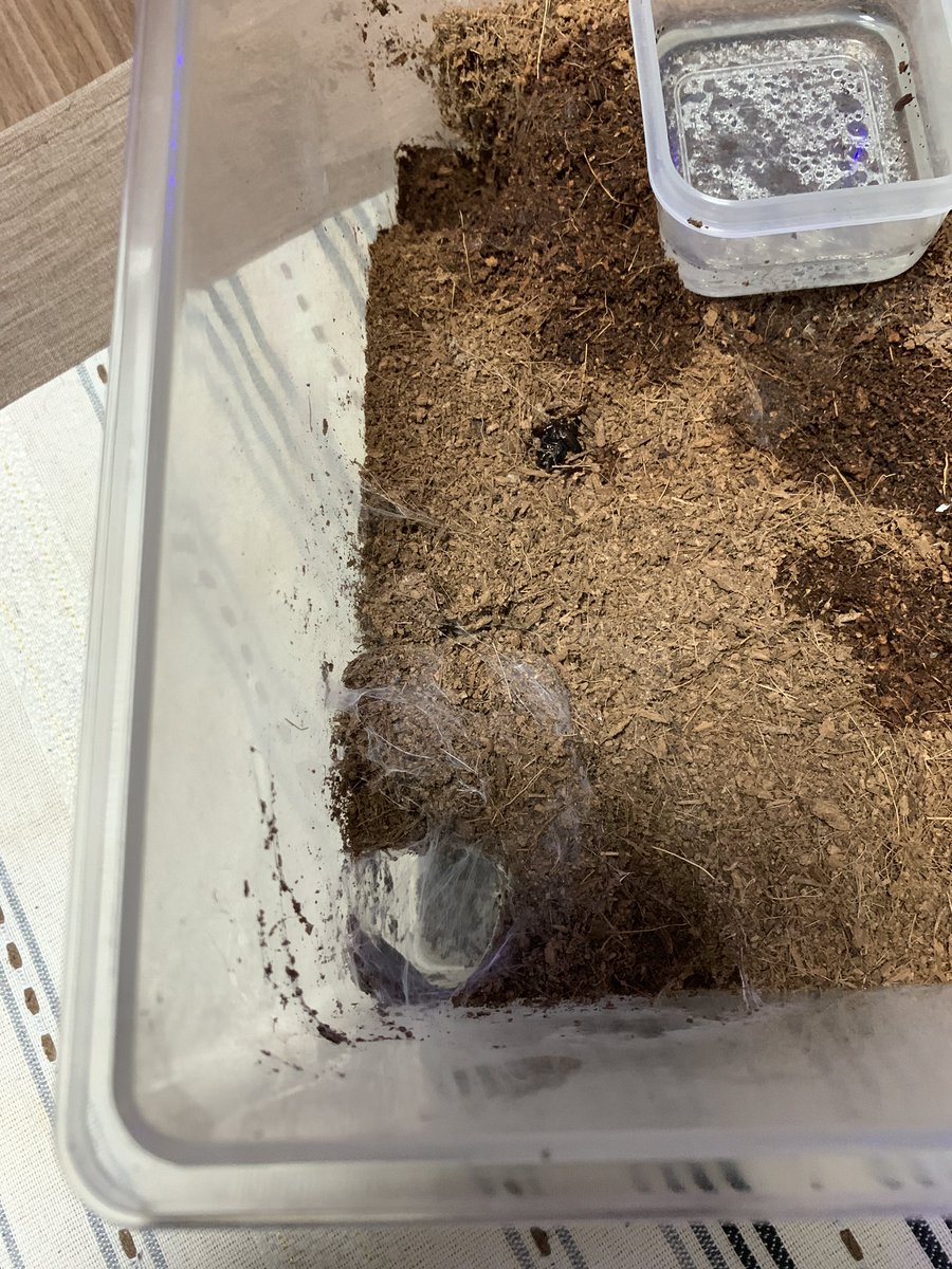 竜田 コバルトブルータランチュラの床材入れすぎたせいか 巣穴を形成して引きこもってる