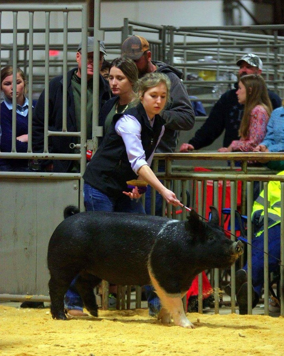 BreeKeese's tweet image. Ugh I can't wait to take these pretty girls to Fort Worth and Kerville😍 #bannerchasin