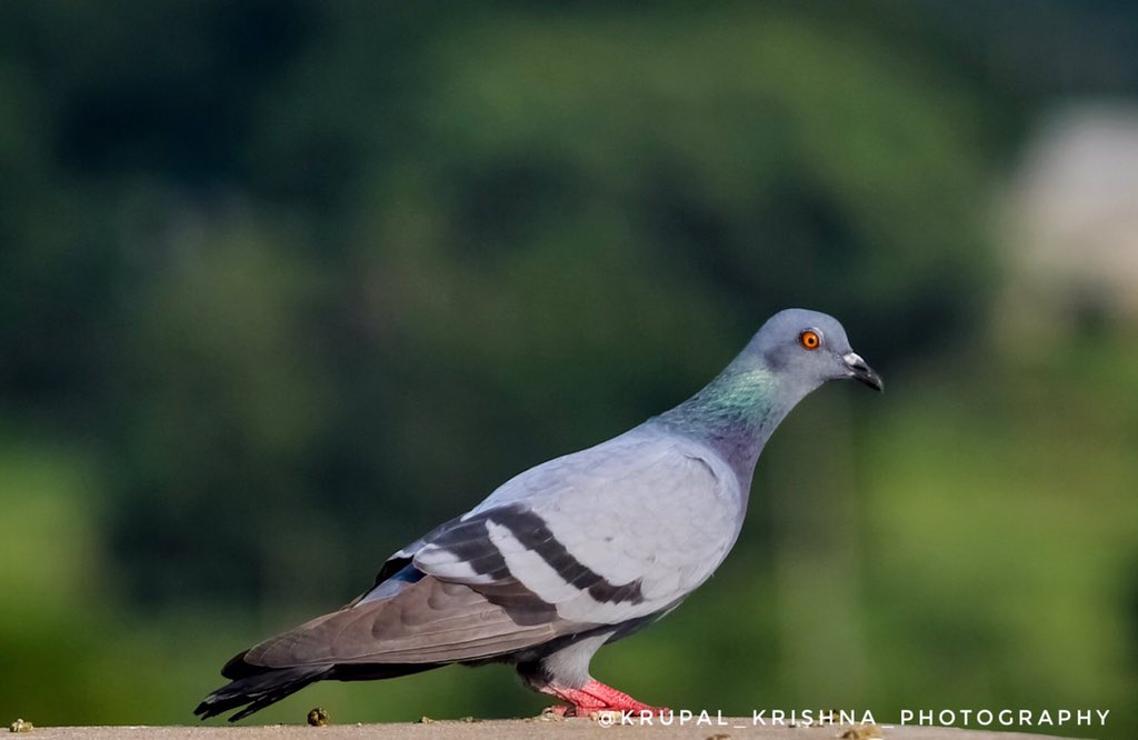 KrupalKrishnap1's tweet photo. @KrupalKrishnap1
#expandedexpeditions #natgeo #natgeowildlife #_ip #knowFurther #photography #YourShotPhotographer #captureTomorrow #indian_wildlifes
#natureinfocus #wildlifeindia #indianwildlifeofficial #NikonAsia #NGTindia #CapturedOnCanon #sivakumar_photography #wildlife https://t.co/YKLEnV1BDE
