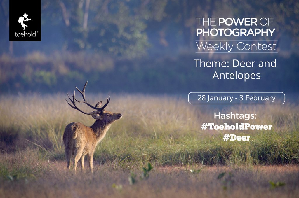 Jayanth_Sharma's tweet photo. Hello! This week's Power of #Photography Contest is here! The theme is 'Deer and Antelopes'! The Contest is open from today,  28 January until 3 February.

Learn more here: https://t.co/idJlGAasp3

#ToeholdContests #PhotographyContests #ToeholdPower #Toehold #Deer https://t.co/XzgUy0VOTo