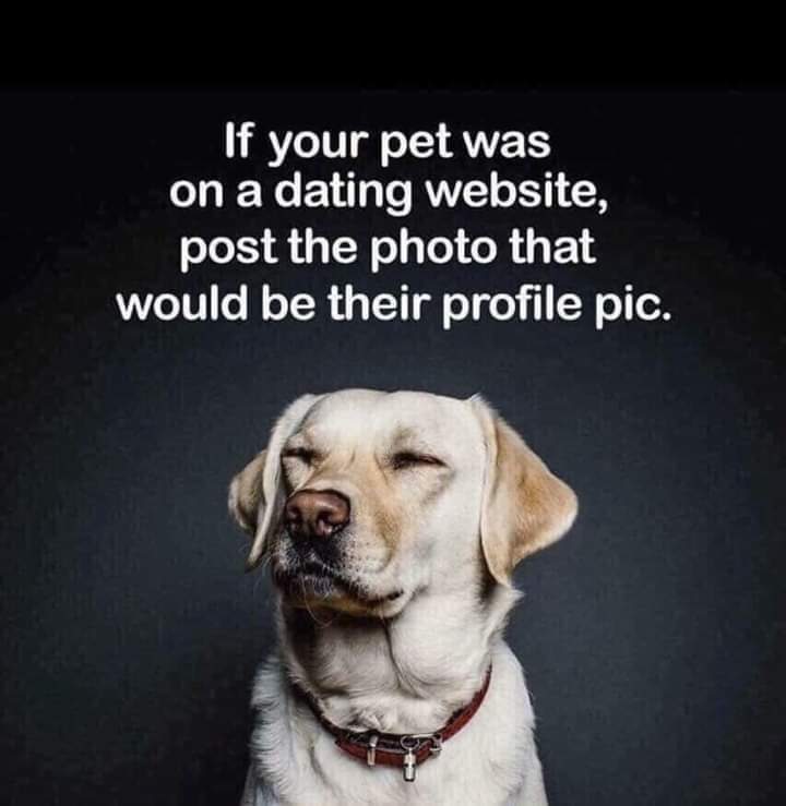 MacCocktail's tweet photo. If your pet was on a dating website... https://t.co/lUoN9FfL1e